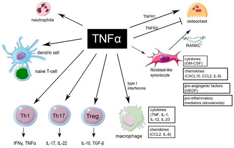 tnf antibody therapy.